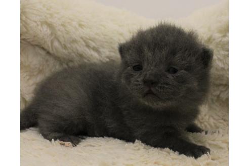 成約済の千葉県のブリティッシュショートヘア-10797の4枚目